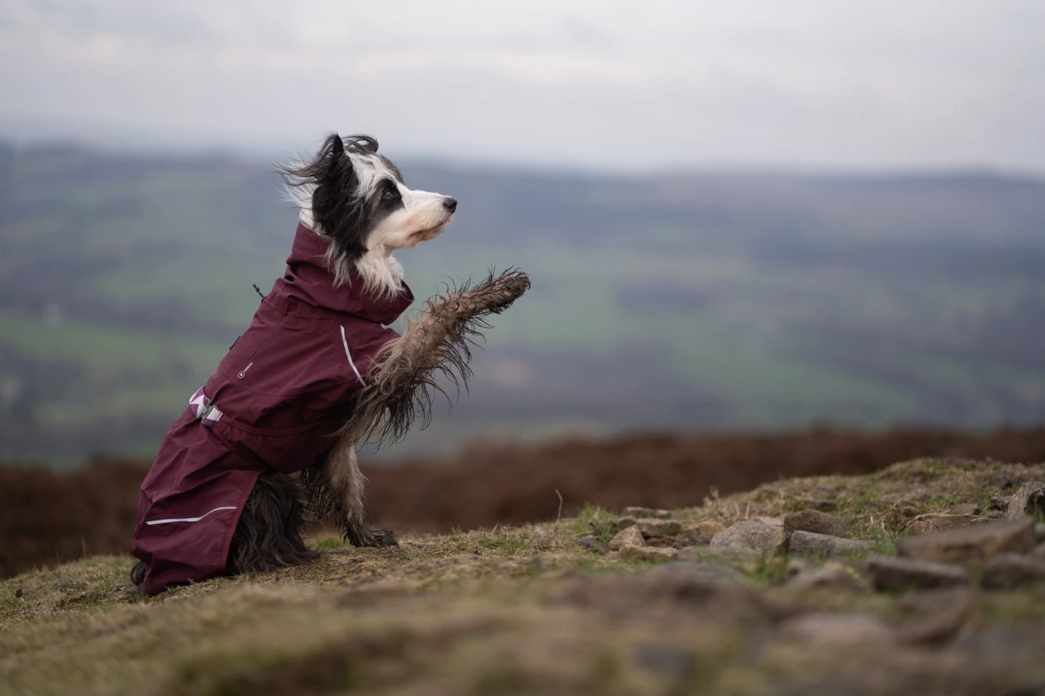 Dog wearing a purple Hurtta Mudventure raincoat standing on a grassy hill with a blurred landscape in the background