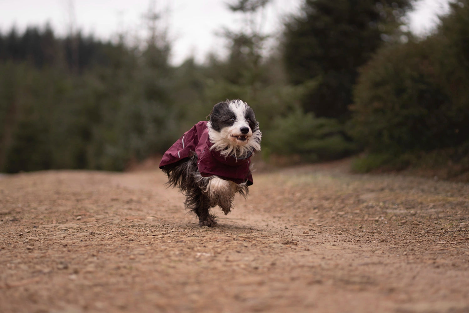 Border Collie wears a Hurtta Mudventure coat eco in the color eggplant purple.