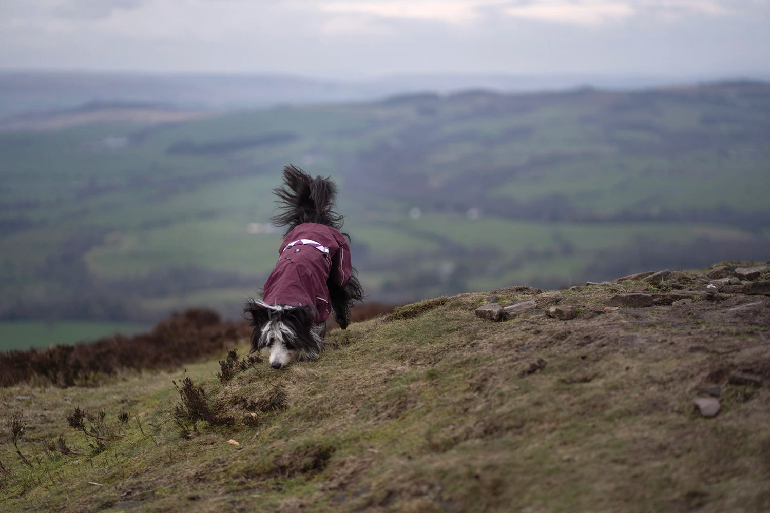 Border Collie wears a Hurtta Mudventure coat eco in the color eggplant purple.