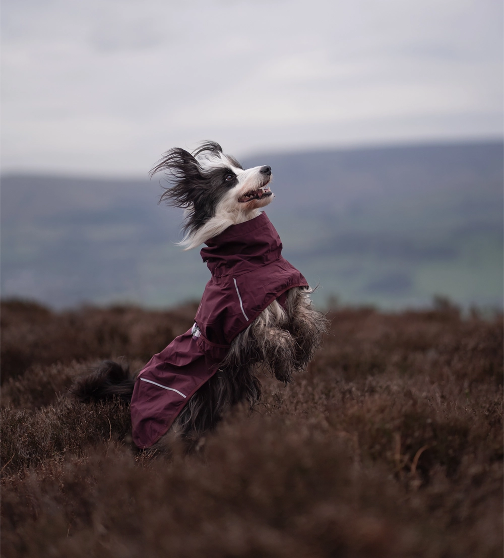 Border Collie wears a Hurtta Mudventure coat eco in the color eggplant purple.