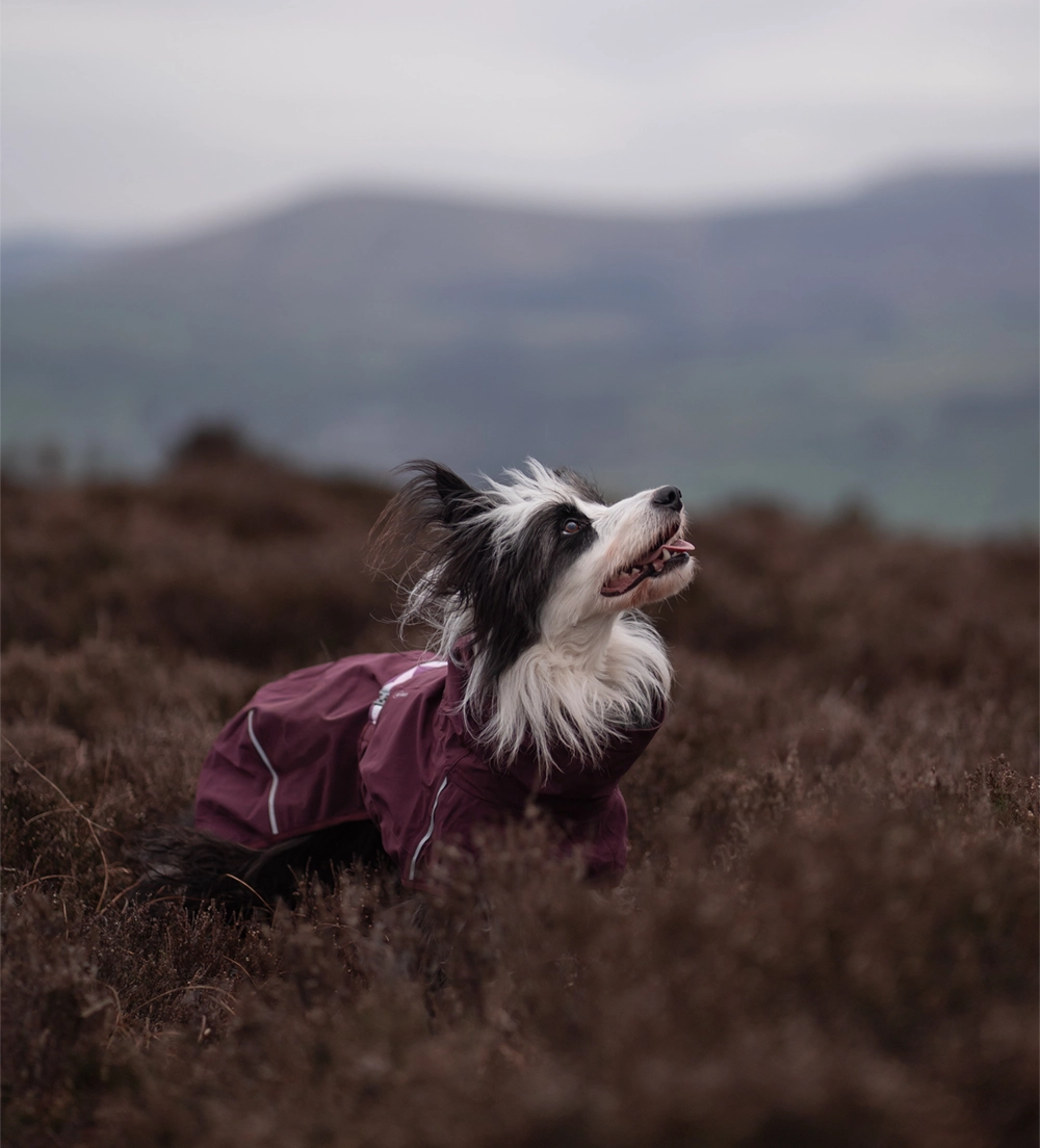 Border Collie wears a Hurtta Mudventure coat eco in the color eggplant purple.