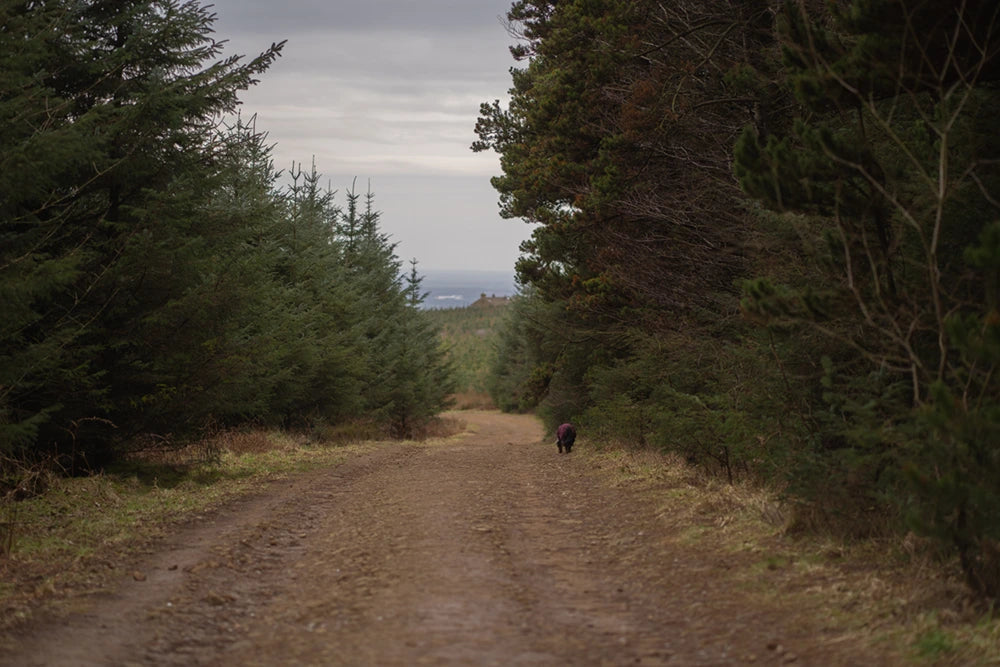 Dog walking along a dirt path through a forest wearing Hurtta Mudventure Coat eco.