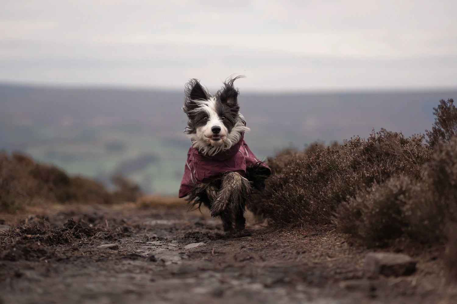 Dog in Mudventure coat eco running on a dirt path with a scenic background
