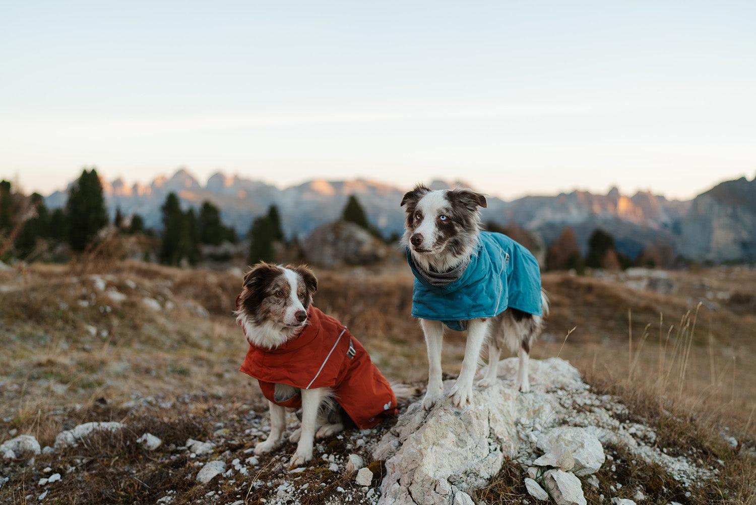 twomerlecollies - Embracing Golden Larches and Crisp Nights